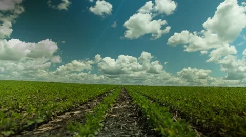 Corn Field Timelapse 動画素材 40540976