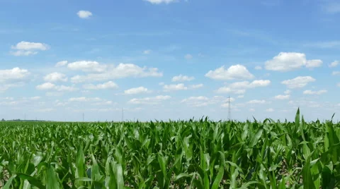 Corn field timelapse Video stock 64934164