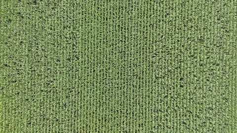 Corn Field Top Down Aerial Drone Descending Manitoba Canada Summer Stock Footage 345563345