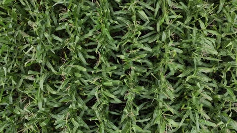Corn Field Top Down Close Up Aerial Drone Static Shot Manitoba Canada Summer Stock Footage 345619011