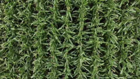 Corn Field Top Down Close Up Drone Aerial Backward Flight Manitoba Canada Stock Footage 345619196