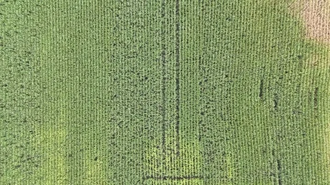 Corn Field Top Down High Altitude Aerial Drone Forward Flight Manitoba Canada Stock Footage 345562252