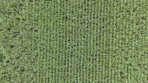 Corn Field Top Down High Aerial Static Drone Shot Manitoba Canada Summer Stock Footage 345564072