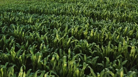 Corn field top view. 4K Aerial view of plantation green corn field Stock Footage 112216579