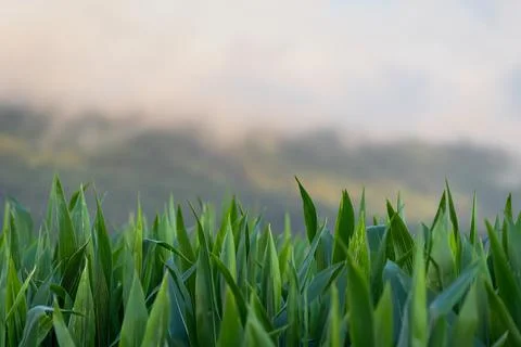 Corn field top - young crops - detail Foto stock