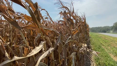 Corn Field - Tops of stalks - Blue Sky Stock Footage 162425307