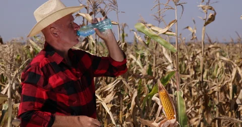 Corn Field Torrid Midday American Farmer Cowboy Hat Drink Plastic Bottle Water Stock-Footage 54997835