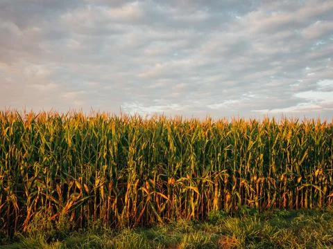 A corn field in Towanda, Illinois Stock Photos