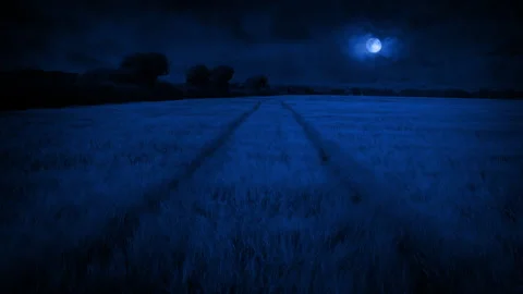 Corn Field With Tractor Lines Late At Night Stock Footage 324879909
