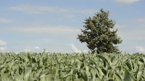 Corn field with tree and blue sky with cloud, 1080p Stock Footage 40022802