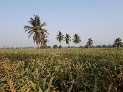 Corn field, trees and sky Stock Photos