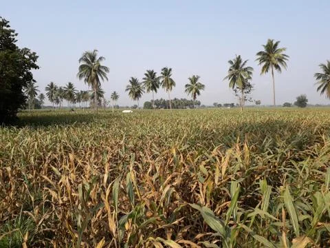 Corn field, trees and sky Stock Photos