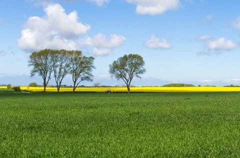 Corn field with trees blue sky and tractor Stock Photos
