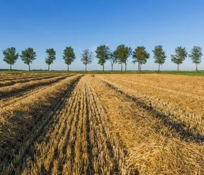 Corn field with trees Stock Photos