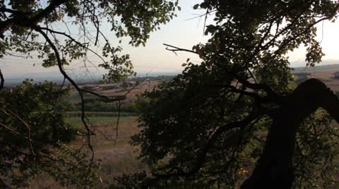 Corn field [treetop] _2 Stock Footage 27018852