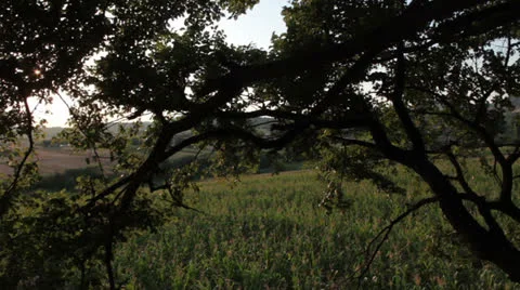 Corn field [treetop] _4 Stock Footage 27019382