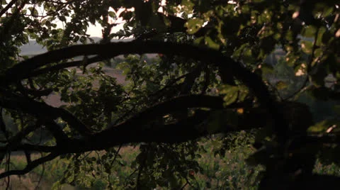 Corn field [treetop] _82 Video stock 27024358