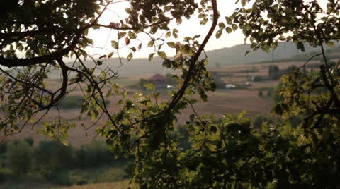 Corn field [treetop] Stock Footage 27011636