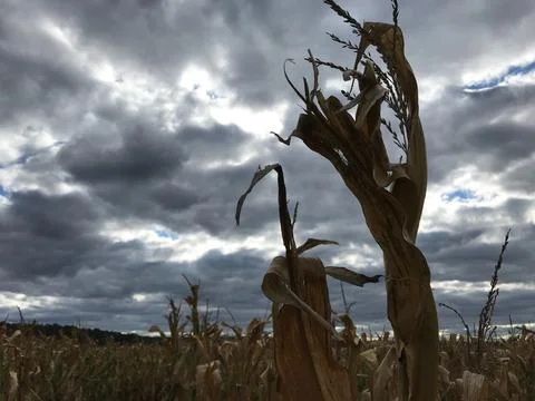 Corn field at twilight Stock Photos