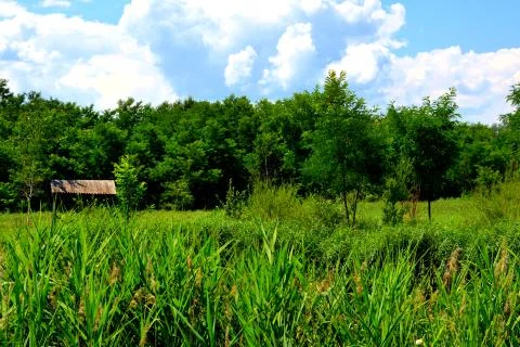 Corn field. Typical rural landscape in the plains of Transylvania, Romania. Stock Photos