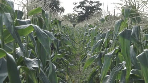 Corn Field UK Stock Footage 144785300