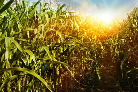 Corn field under beautiful sky at sunrise Stock Photos