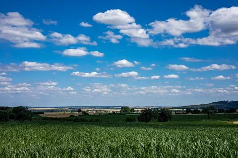 A corn field under a blue sky with white puffy clouds. Stock Photos