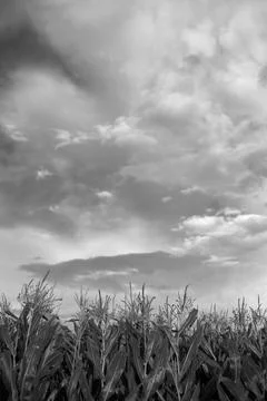 Corn field under the cloud's Stock Photos