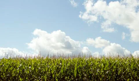 Corn field under cloudy blue sky Stock Photos