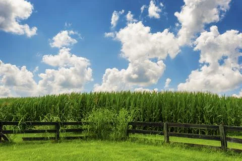 Corn field under cloudy skies Stock Photos