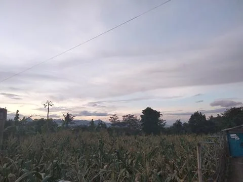 Corn Field Under Dramatic Evening Sky in Tropical Rural Landscape Stock Photos