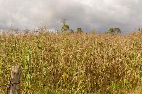 A corn field under an overcast sky at sunset Stock-Fotos