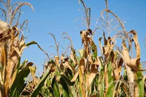 Corn field under the summer sun with ripe cobs, focus on the background Stock Photos