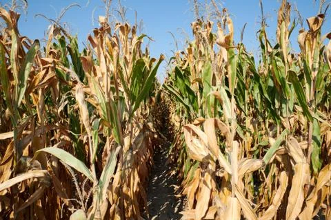 Corn field under the summer sun with ripe cobs, focus on the background Stock Photos