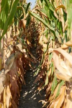 Corn field under the summer sun with ripe cobs, focus on the background Stock Photos