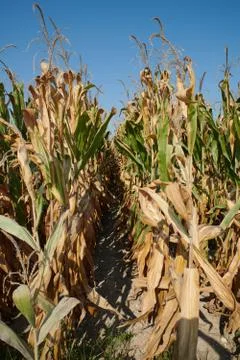 Corn field under the summer sun with ripe cobs, focus on the background Stock Photos