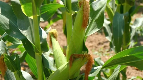 Corn field with unripe cobs in the stalk (4k) Stock Footage 51836524