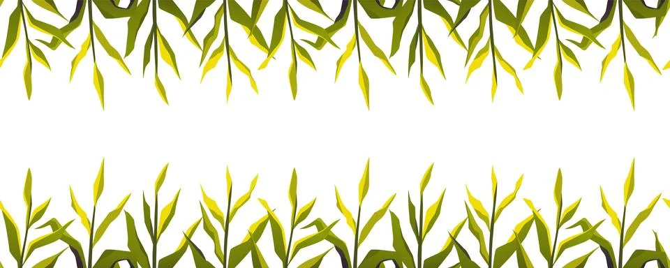 Corn field vector flat frame design, cartoon corn grows, high green maize plant Stock Illustration
