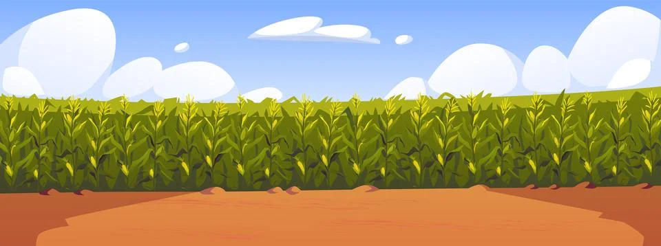 Corn field vector illustration, cartoon corn grows in field. Rural summer field Stock Illustration