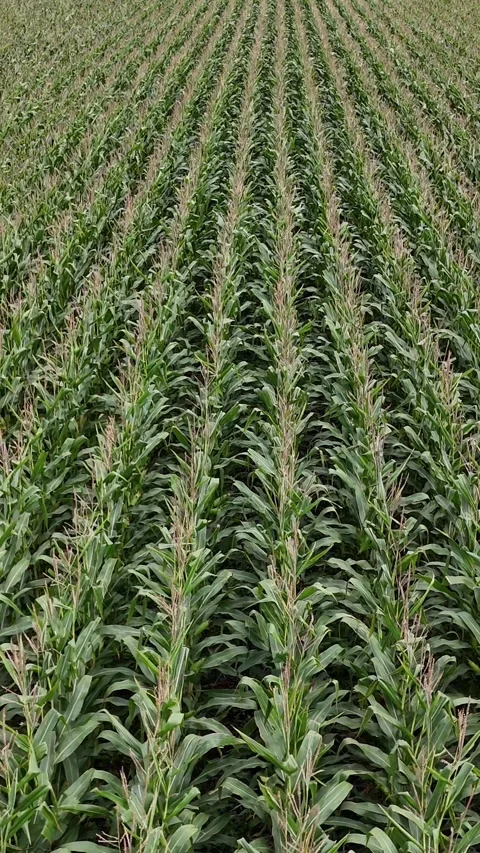 Corn Field Vertical Aerial Drone Forward Tracking Flight Manitoba Canada Stock Footage 345618993