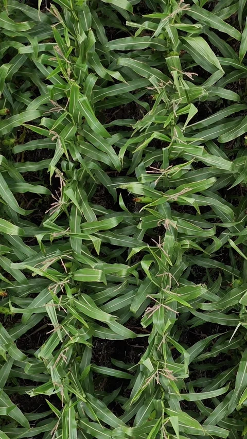 Corn Field Vertical Close Up Drone Aerial Static Wind Manitoba Canada Stock Footage 345619446