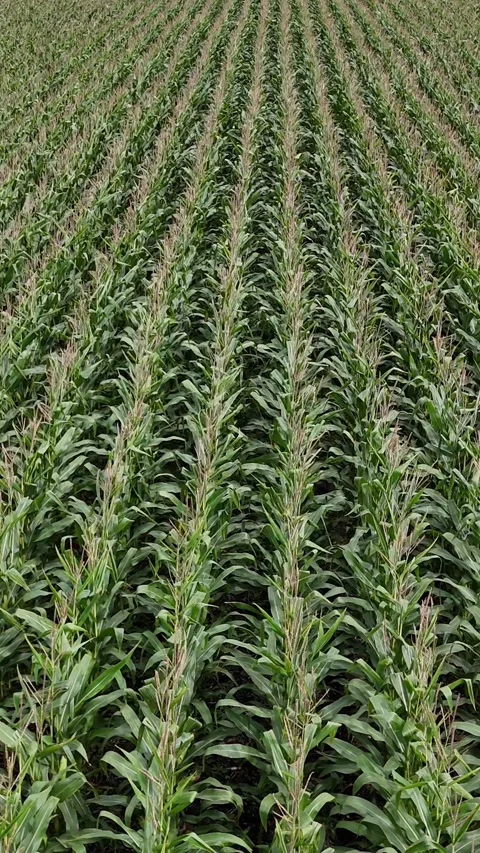 Corn Field Vertical Static Drone Leaves Blowing Wind Manitoba Canada Stock Footage 345564308