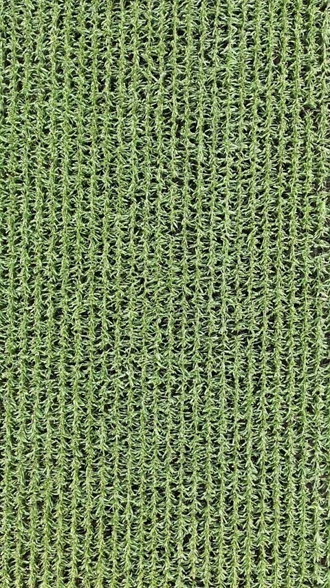 Corn Field Vertical Top Down Aerial Drone Descending Flight Manitoba Canada Stock Footage 345563801