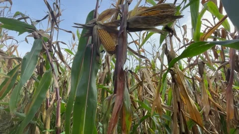 Corn field video 4 Stock Footage 252355197