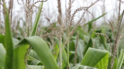 Corn field video Stock Footage 53762918