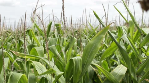 Corn field video Stock Footage 53764864