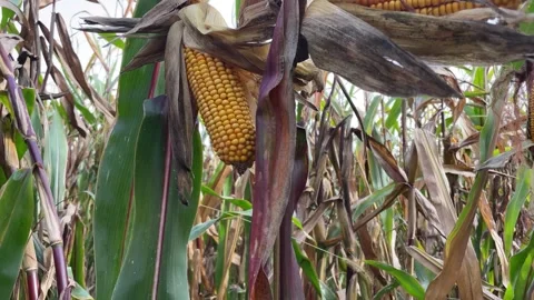 Corn field video Stock Footage 252354750