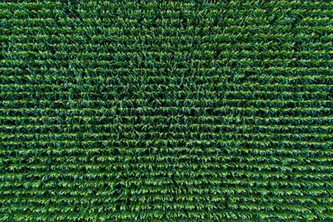 Corn field view from above Stock-Fotos