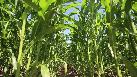 Corn field view from below, rows of green corn crops. Clean rows in corn crops Video stock 305472932