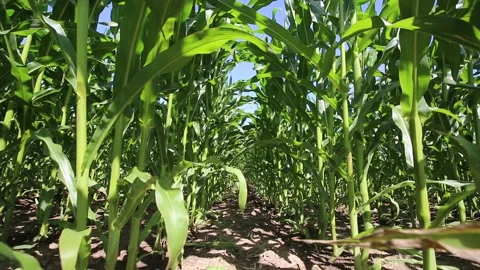 Corn field view from below, rows of green corn crops. Clean rows in corn crops Video stock 305661571